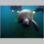 Manatee