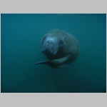 Manatee