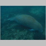 Schlafender Manatee