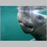 Manatee beim Atmen