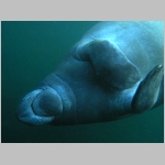 Manatee