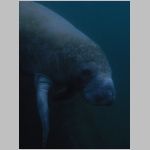 Manatee