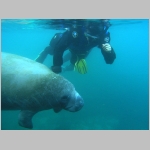 Manatee