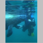 Manatee