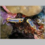 chromodoris elizabethina