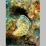 chromodoris geminus