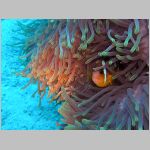 Clownfische mit Anemone