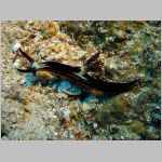 nembrotha_megalocera