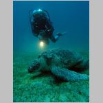 Taucher und Schildkröte